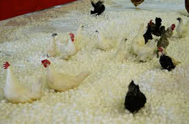 Blazing Transfer Students: Blazing Sports Festival!!