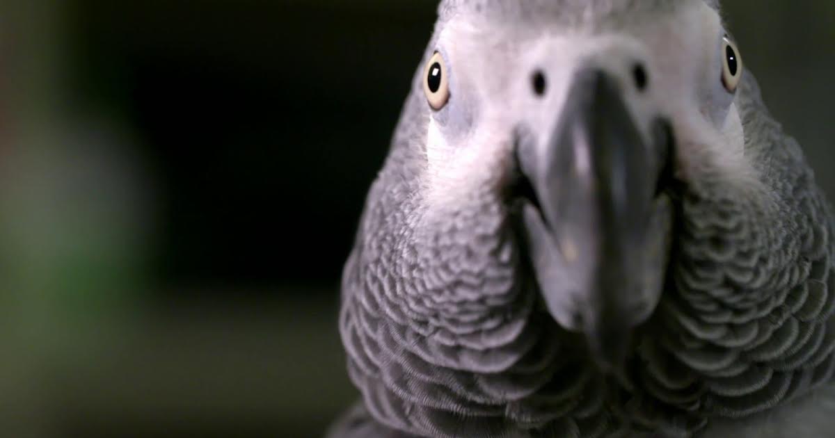 9/11 05:38 | How Do Animals Do That? på Animal Planet