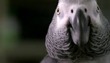 Dyrenes utrolige evner (S1 E20)