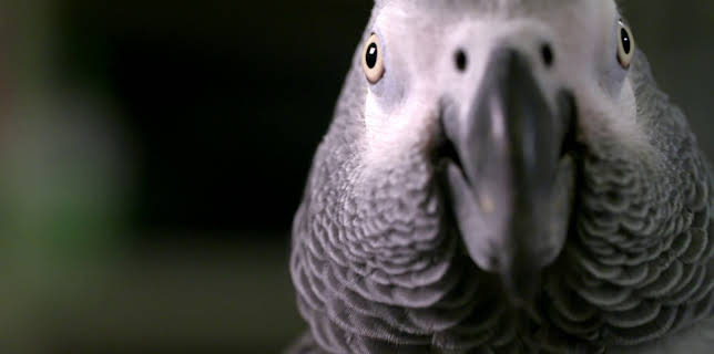 05:38: Dyrenes utrolige evner (S1 E20) (S1) | Animal Planet | 11/9 2025