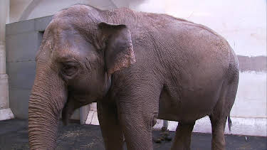 03:00: Elefant, Tiger & Co. (598) | MDR Fernsehen | 6/12 2026