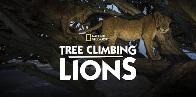 Tree Climbing Lions (2018)