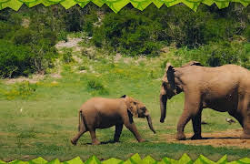 Awesome Animals and Mini Me: Season 1: Elephant