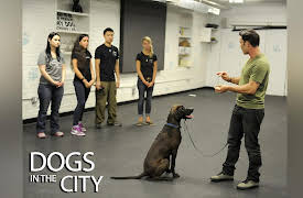 Dogs In The City Season 1: You Can Teach Old Dogs New Tricks