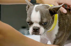 My Pet Ate What!?: Bait and Switch