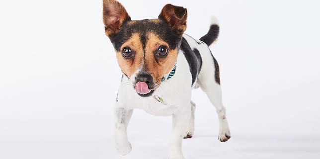 7:55 PM: The Dog House | More 4 | 2/1 2026