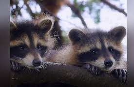 Wild Wild East: City