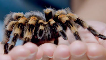 12:35 PM: Go Wild (S2) | Cbeebies | 4/4 2026