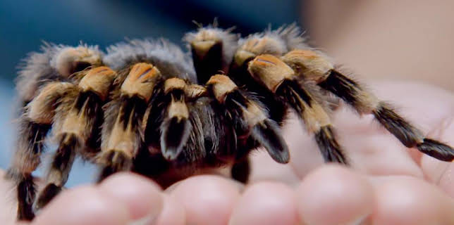 12:40 PM: Go Wild (S2) | Cbeebies | 3/11 2026