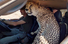 The Bond, Season 1: A Wild Guest