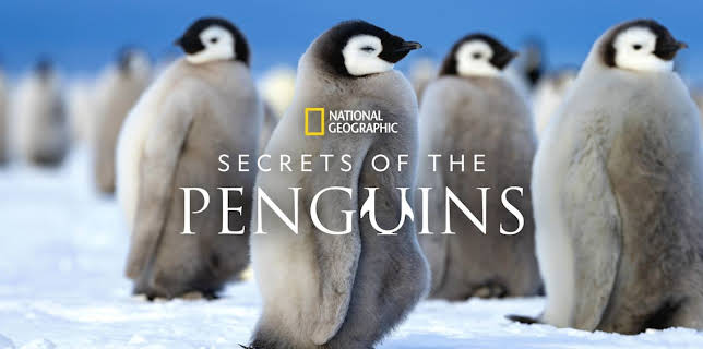 14:20: Secrets of the Penguins (S1 E2) (S1) | National Geographic Wild | 11/25 2025