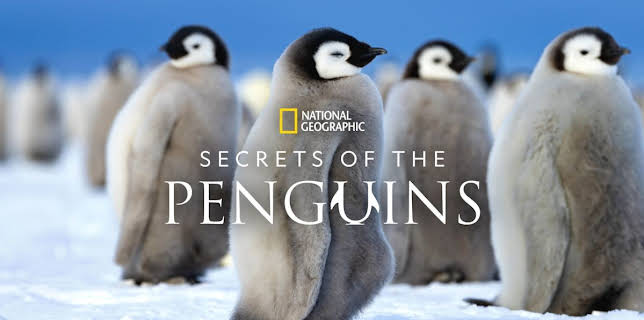 Secrets of the Penguins
