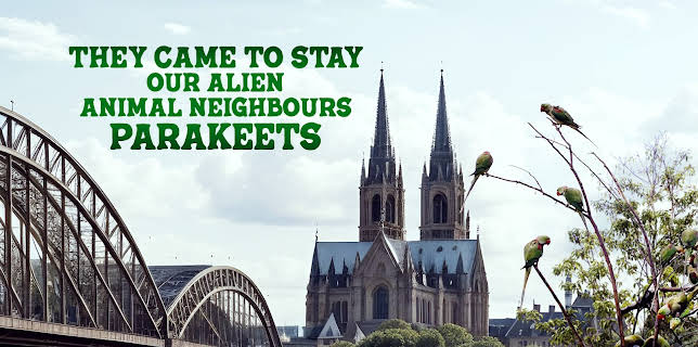 They Came to Stay Our Alien Animal Neighbours Parakeets (2025)