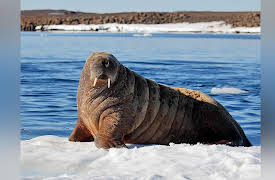 Life in the World's Oceans: The Taxonomy of Marine Mammals
