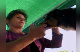 Going to the Dogs: Wine Some-Lose Some