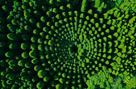 Choose Earth: Wood wide web