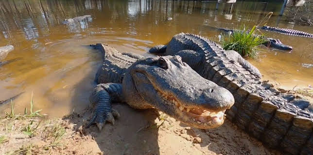 06:40: Australiens Tierrettung - Einsatz am Bondi Beach | Sixx | 12/7 2025