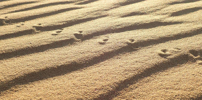 22:45: Wild Mongolia: tierra de extremos: Pradera extrema | Nat Geo Wild | 6/20 2025