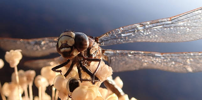 10:30: Eventyr under vatn: Augnestikkaren | NRK Super | 11/13 2025