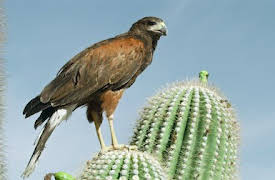 Naturens minstingar: Arizona