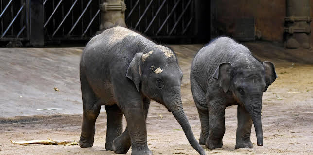 16:10: Leopard, Seebär & Co. (173) | Das Erste | 1/30 2026