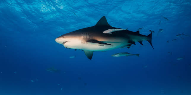 23:00: I Was Prey (S3 E1) (S3) | Animal Planet | 1/16 2026