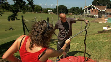 12:00 AM: Snakes In The City | Nat Geo Wild | 12/22 2025