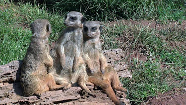 03:30: Elefant, Tiger & Co. | MDR Fernsehen | 4/28 2026