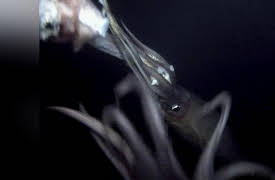 Night Season 1: Squid