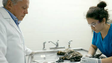 06:50: Epidemien in freier Wildbahn | Arte | 11/30 2025