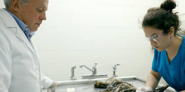 05:50: Epidemien in freier Wildbahn | Arte | 11/30 2025