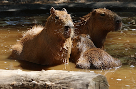 72 Cutest Animals: Quirky Quadrupeds