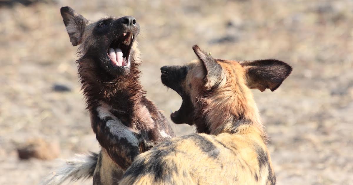 4/11 17:00 | Dogs: The Untold Story på Animal Planet