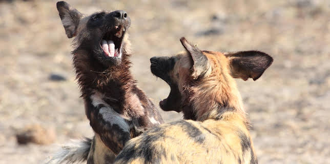 03:00: Dogs: The Untold Story (S1 E2) (S1) | Animal Planet | 11/9 2025