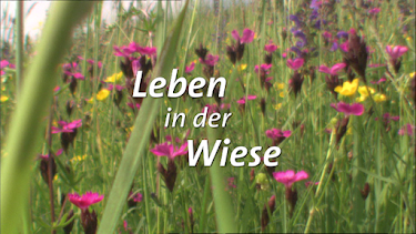 06:40: Lebensgemeinschaft Wald (1) | HR Fernsehen | 4/28 2026
