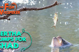 The Fish Whisperer: Bertha Jumps For Shad!