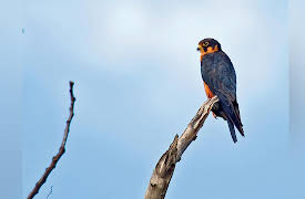 The Great Tours: African Safari: Top Birding Spots of Southern and East Africa