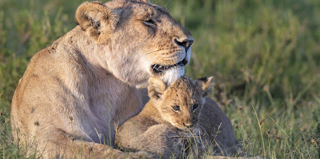 06:50: Big Cat Tales (S2 E1) (S2) | Animal Planet | 11/24 2025