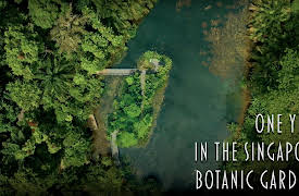 One Year In the Singapore Botanic Gardens: Enchanted Forest