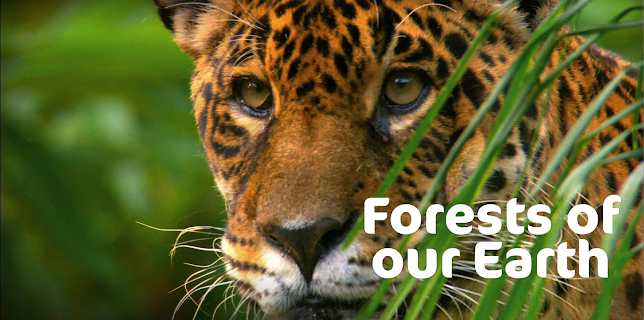 Forests of  our Earth (2017)