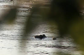 Predator Nation: Texas Alligator