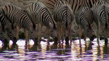 7:00 AM: How Do Animals Do That? (S1) | Discovery Channel | 4/4 2026