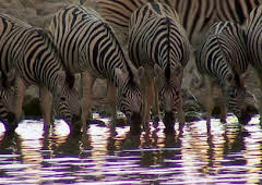 How Do Animals Do That?