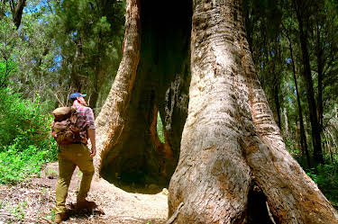17:00: In den Feuerwäldern Westaustraliens - Die Walpole Wilderness | 3SAT | 6/17 2026