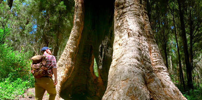 03:04: In den Feuerwäldern Westaustraliens - Die Walpole Wilderness | 3SAT | 1/19 2026