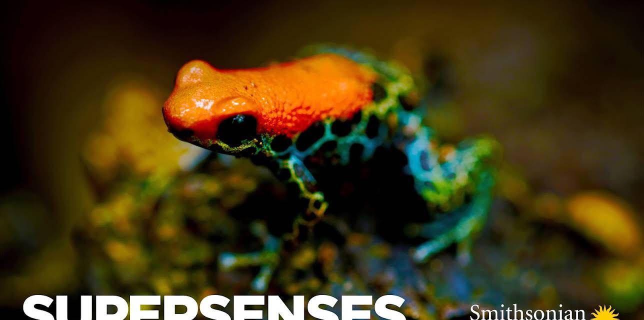 Supersenses