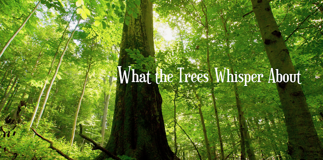 What the Trees Whisper About (2023)