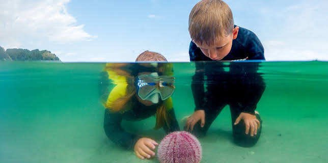 10:35: Skattejakt i fjæra: Skattar på djupet | NRK Super | 12/1 2025