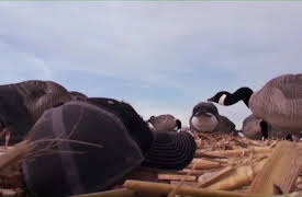 The Fowl Life with Chad Belding: Colorado Goose Hunt Pt. 1