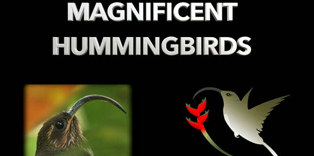 Magnificent Hummingbirds (2007)